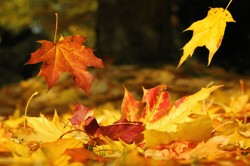 FOGLIE_AUTUNNO.png