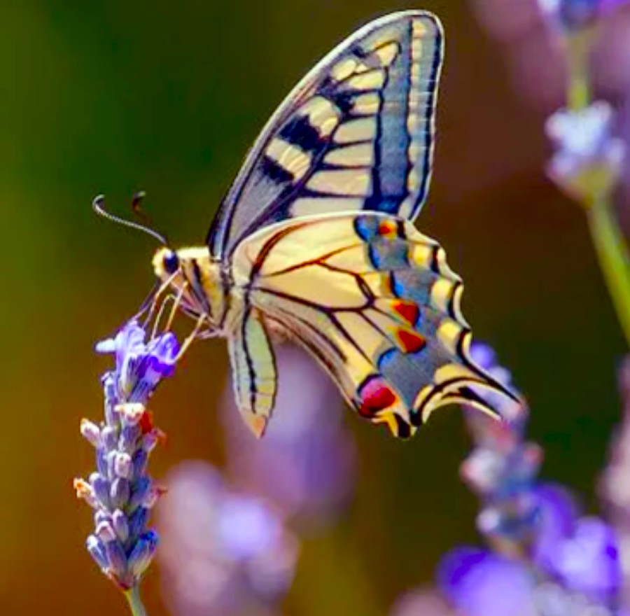 Lavanda e Macaone
