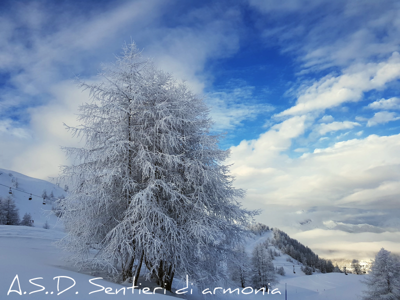 albero_innevato_valsusa.png