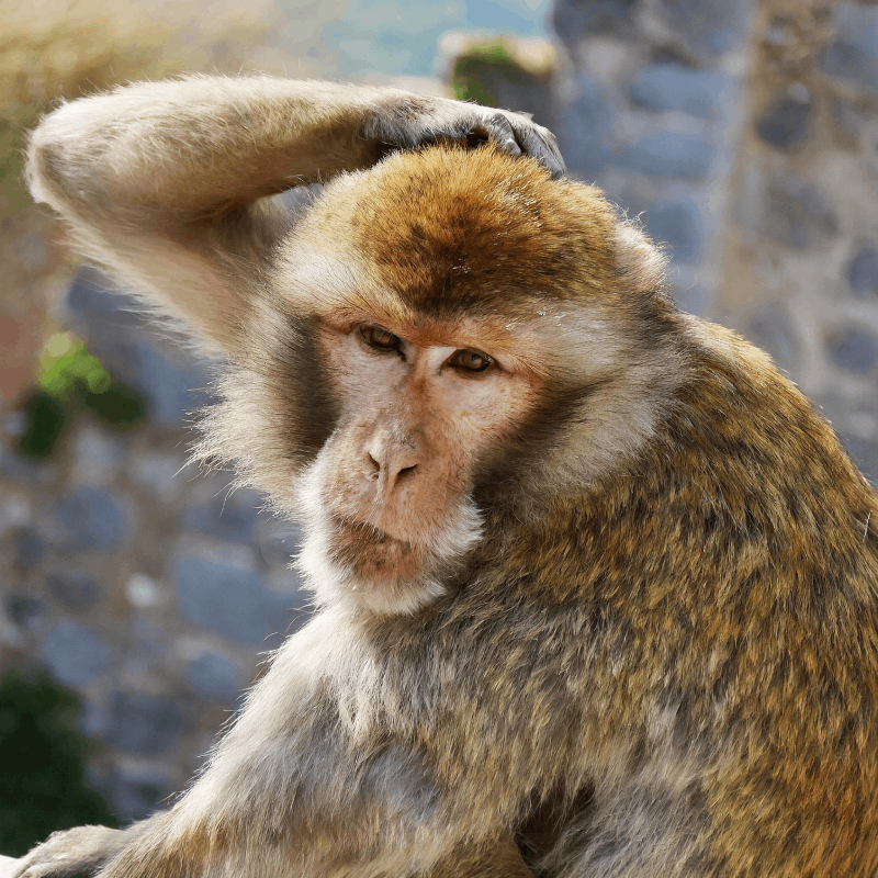 scimmia_che_si_gratta_la_testa_62787.png